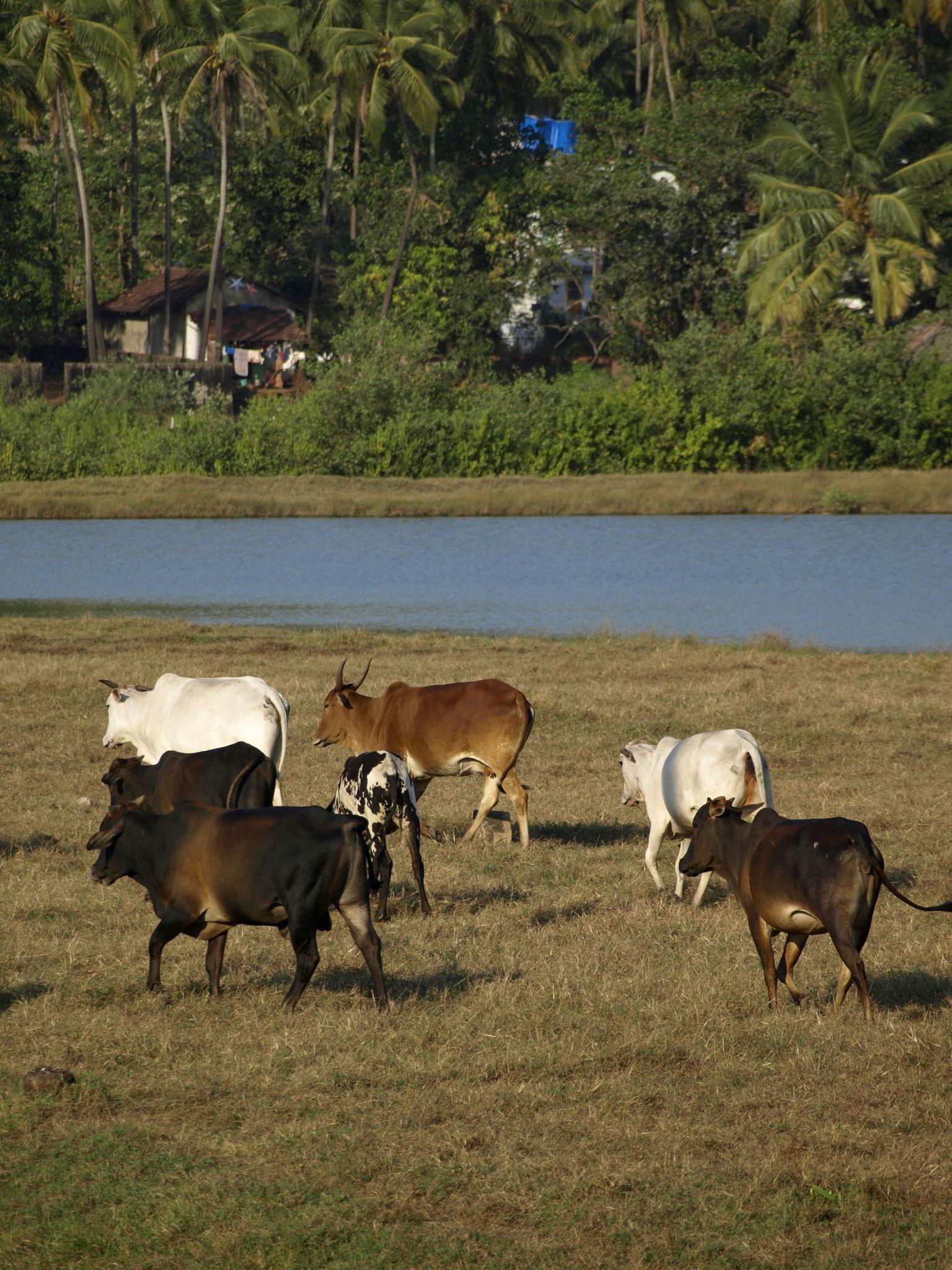 Arpora - Cab Goa pickup location sightseeing spot. Showing real photo from Arpora. Image 6 of 6.