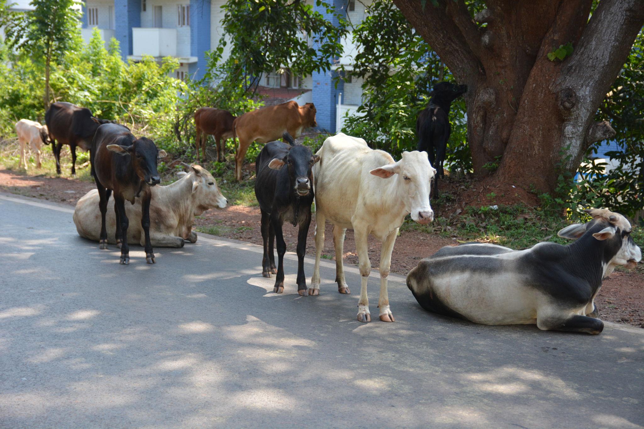 Panaji - Cab Goa pickup location sightseeing spot. Showing real photo from Panaji. Image 9 of 10.