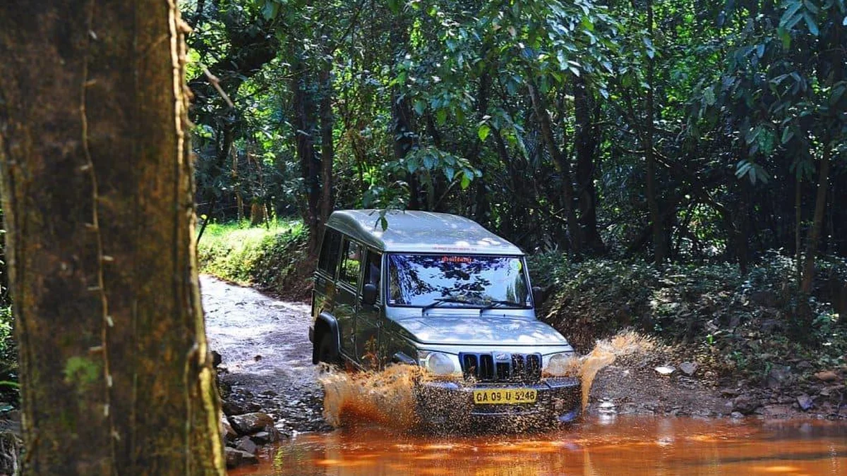 Dense tropical jungle in Mollem National Park Goa