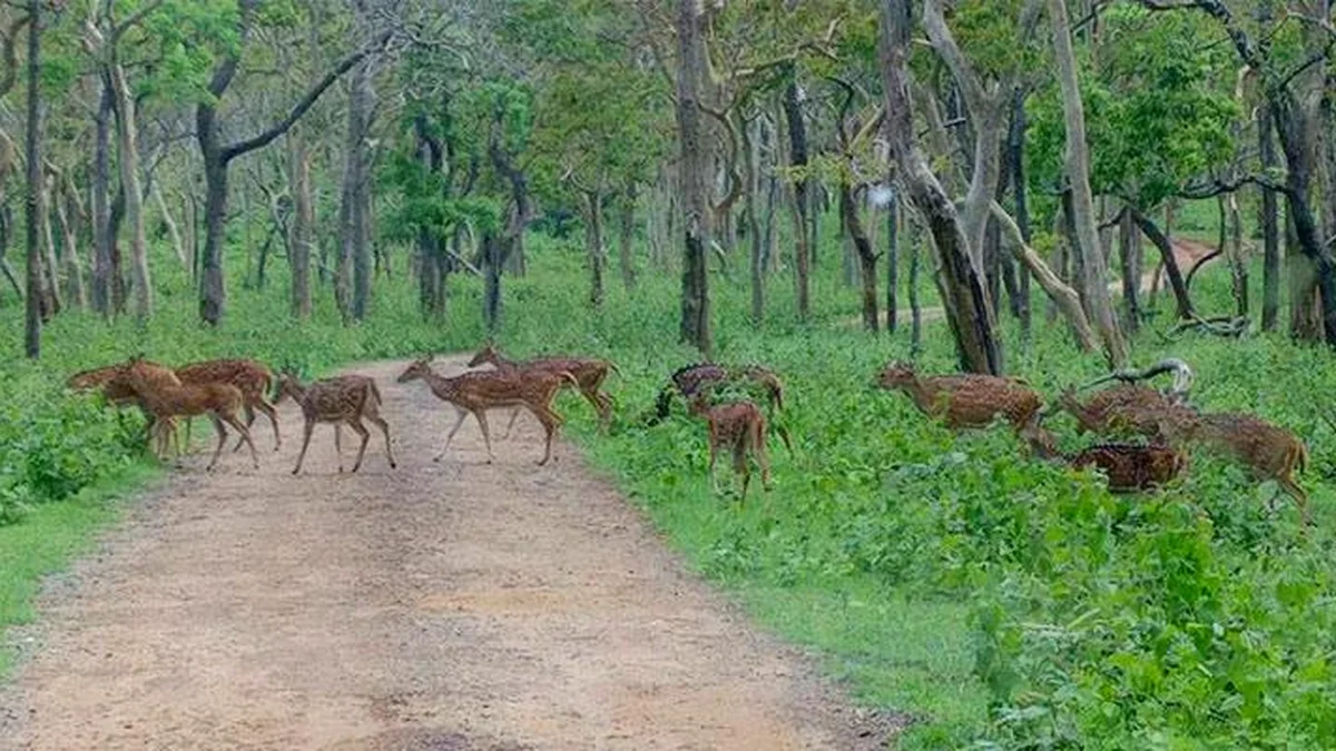Sunlight filtering through trees in Bhagwan Mahavir forest
