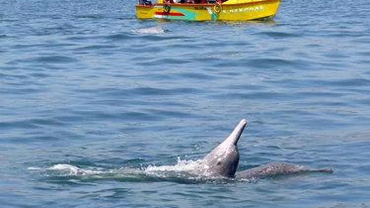 Coco Beach Goa Dolphin Watching
