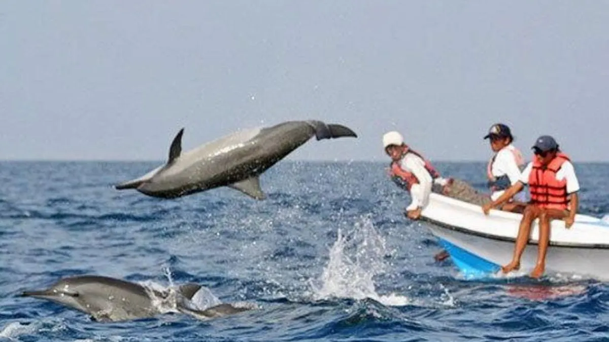 Dolphin Jumping in Arabian Sea